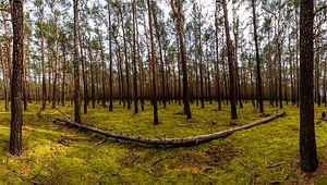 Waldpanorama