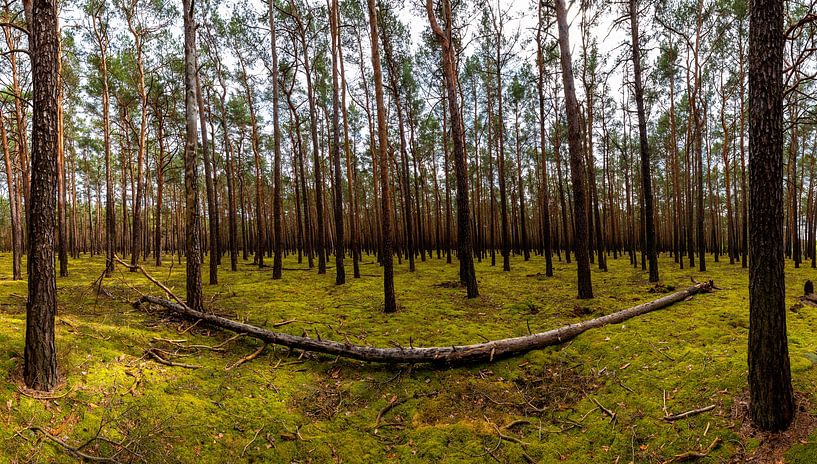 Waldpanorama von Frank Herrmann