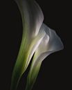 Together as one Calla Lily flowers dark & moody van Sandra Hazes thumbnail