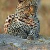 Luipaard in Okavango Delta sur Marieke Funke