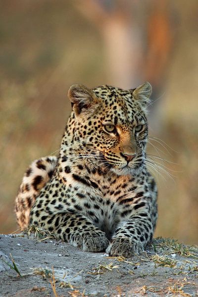 Leopard in Okavango von Marieke Funke