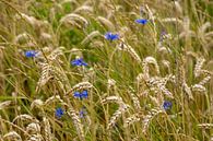 Wheatfield by Aart Prikker thumbnail