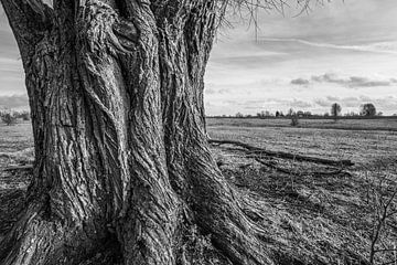 Dikke boom van Bert-Jan de Wagenaar