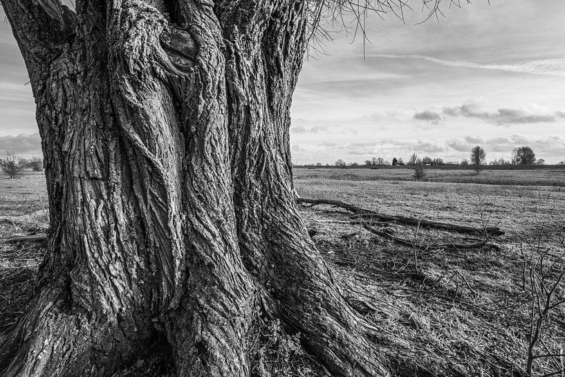 Arbre épais par Bert-Jan de Wagenaar