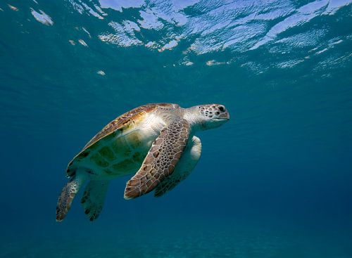 Sea turtle by Niels van Fessem