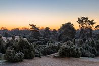 Juniper Thickets van William Mevissen thumbnail