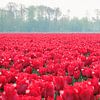Rode tulpen – Nederland van Marjan Schmit Visser