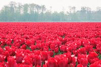 Tulipes rouges - Pays-Bas