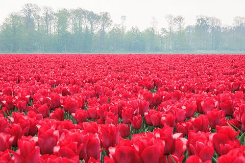 Rode tulpen – Nederland