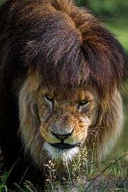 Löwe schaut nach links