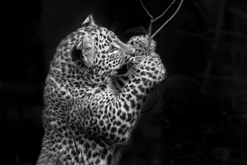 Sri Lankaanse panter speelt met tak. van Michar Peppenster