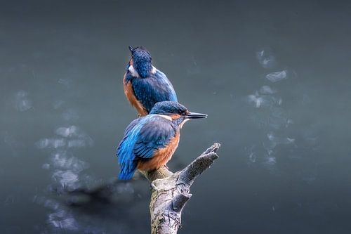 Not one but two young kingfishers on a branch. by Janny Beimers