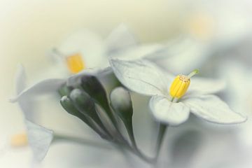 Fading flowers... (bloem, lente, geel) van Bob Daalder