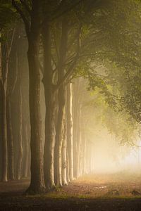 Rangée d'arbres dans une belle lumière sur KB Design & Photography (Karen Brouwer)