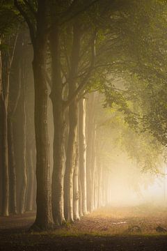 Rangée d'arbres dans une belle lumière sur KB Design & Photography (Karen Brouwer)