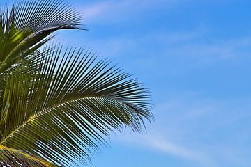 Palmbomen op tropische stranden in de Seychellen