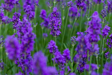 Green and purple by Johan Lambrix