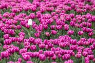 1 white tulip by Niels  de Vries thumbnail