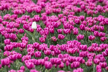 1 white tulip by Niels  de Vries