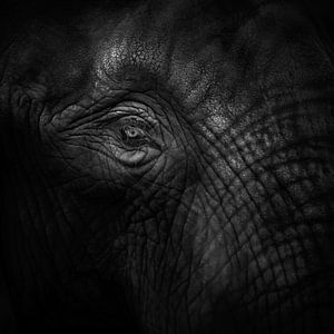 Alter Augenelefant (gesehen bei vtwonen) von Ruud Peters