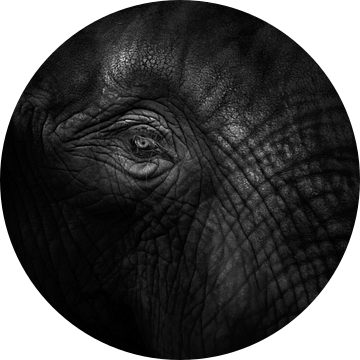 Oud oog olifant (gezien bij vtwonen) van Ruud Peters