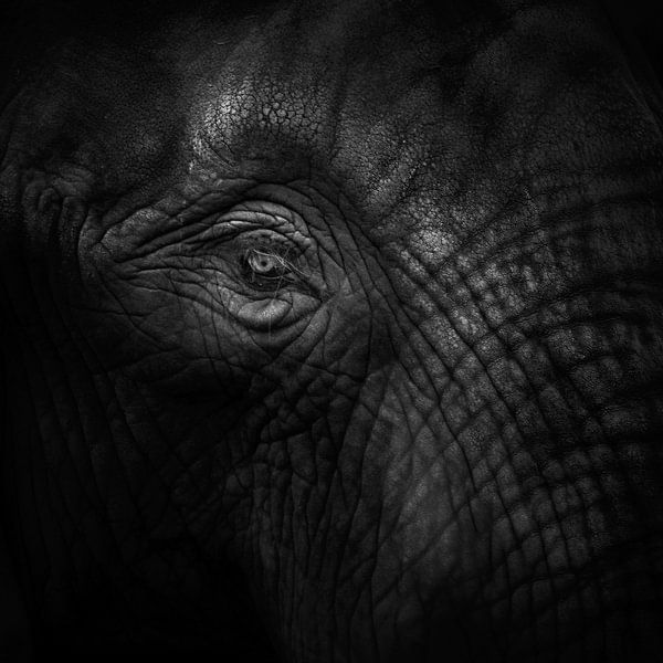 Vieil éléphant à œil (vu à vtwonen) par Ruud Peters