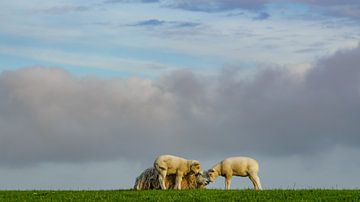 Schafe auf dem Deich auf Terschelling von Dirk van Egmond