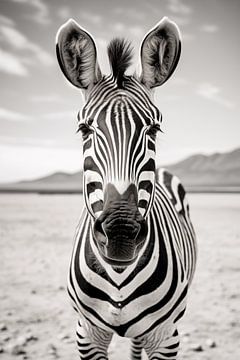 Zebra on the desert by BlackPeonyX