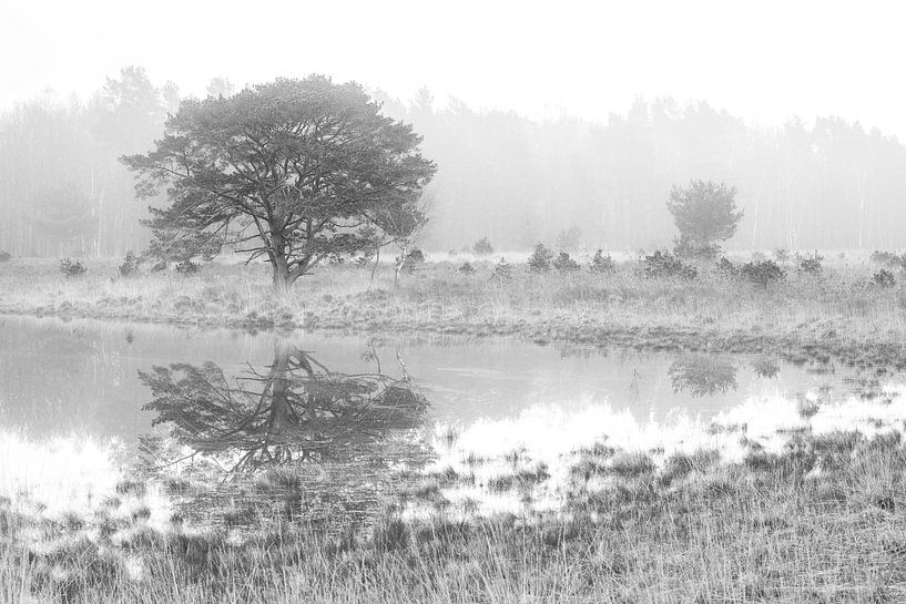 Hasselsvennen Leenderbos en noir et blanc par GoWildGoNaturepictures