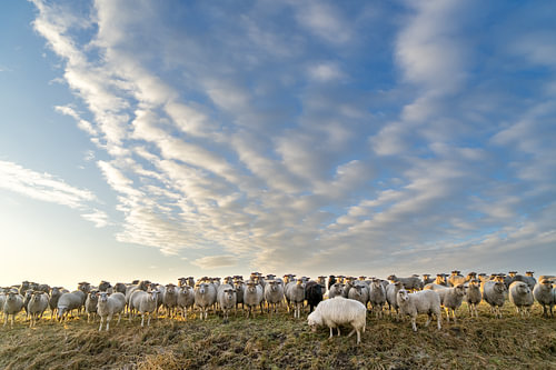 Schapen op de uitkijk.