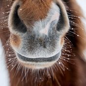 Islandpferde  | IJslandse paarden | Icelandic horses photo de profil