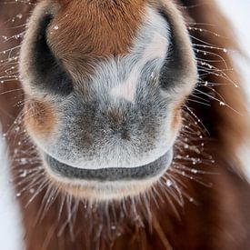 Islandpferde  | IJslandse paarden | Icelandic horses photo de profil