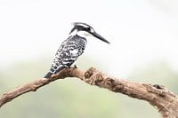 Elsterfischer in Südafrika