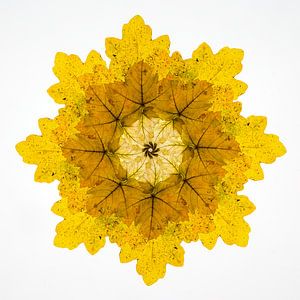 Kaléidoscope de feuilles d'automne