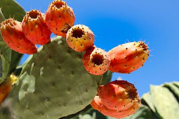 vruchten van cactus van Marieke Funke