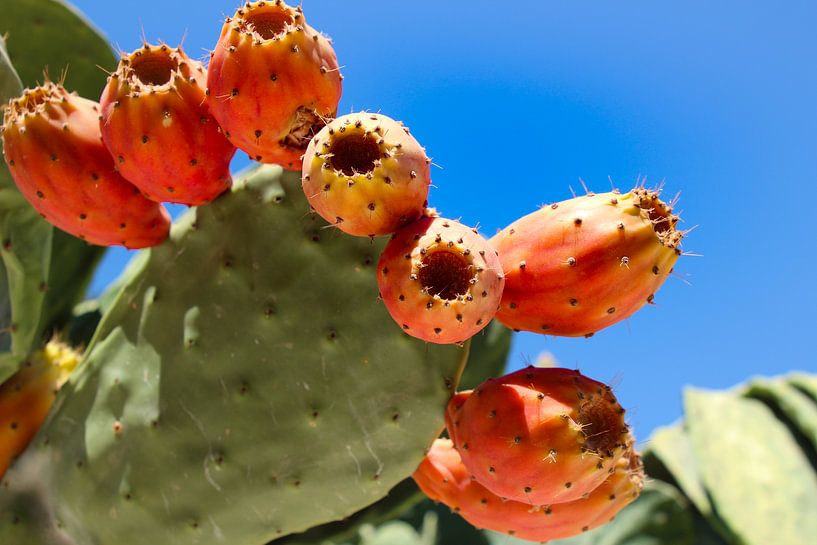 fruit of cactus by Marieke Funke