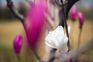 Bloeiende magnolia bloemen in de lente van Chihong