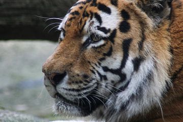 Tiger | Amersfoort Zoo by Stefan Verbarendse