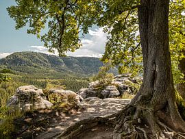 Neuer Wildenstein, Sächsische Schweiz - Eiche und Kleiner Winterberg von Pixelwerk
