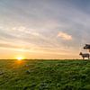 Texels schaap met lammetje kijkend naar de zon van Texel360Fotografie Richard Heerschap