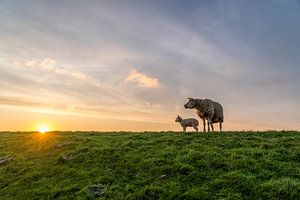 Texelschaf mit Lamm, das in die Sonne schaut