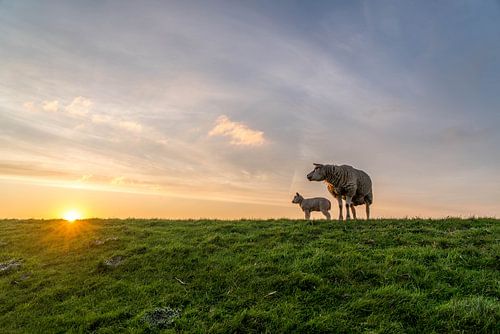 Texels schaap met lammetje kijkend naar de zon van Texel360Fotografie Richard Heerschap