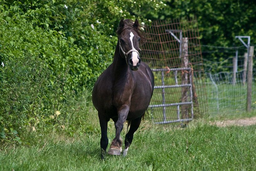 Galopperende paarden by foto-fantasie foto-fantasie