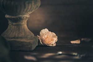 La dernière fleur de rose