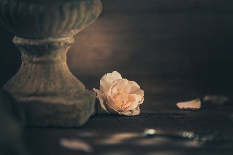 The last rose blossom by Regina Steudte | photoGina