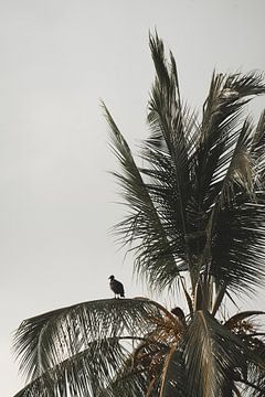 Majesté au sommet - Le gardien du vent - vautour noir sur Femke Ketelaar