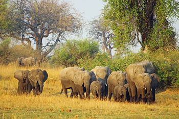 Elephant family Okavango delta
