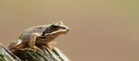 Brauner Frosch in der Nähe