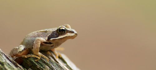 Grenouille brune à proximité