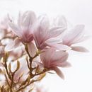 Magnolia Blossom by Violetta Honkisz thumbnail